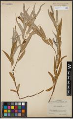 Foto von Salix acmophylla Boiss.